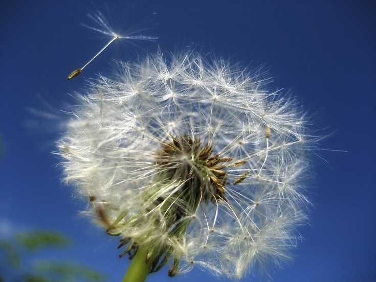 Pusteblume